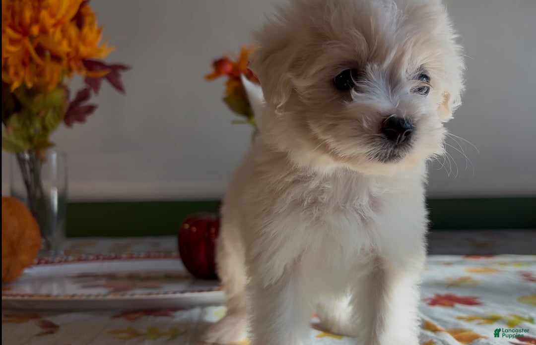 Shorkie dogs for sale: Shorkie Puppy 2 - Ad 2