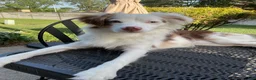 Australian Shepherd dogs for sale: Blue Eyes Red Merle Australian Shepherd  - Ad 4