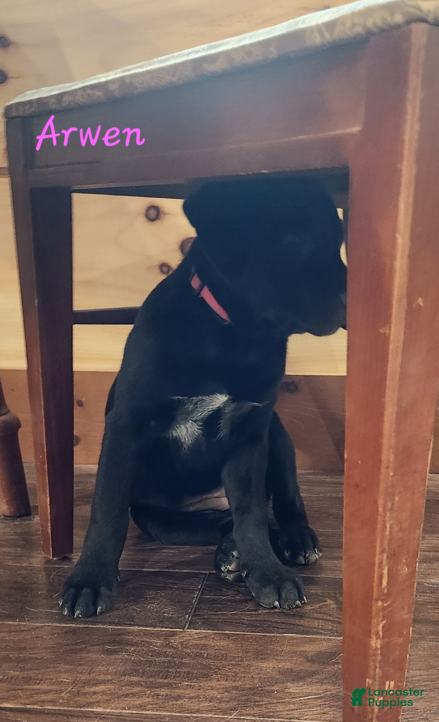 Mixed Breed dogs Arwen - Ad 2