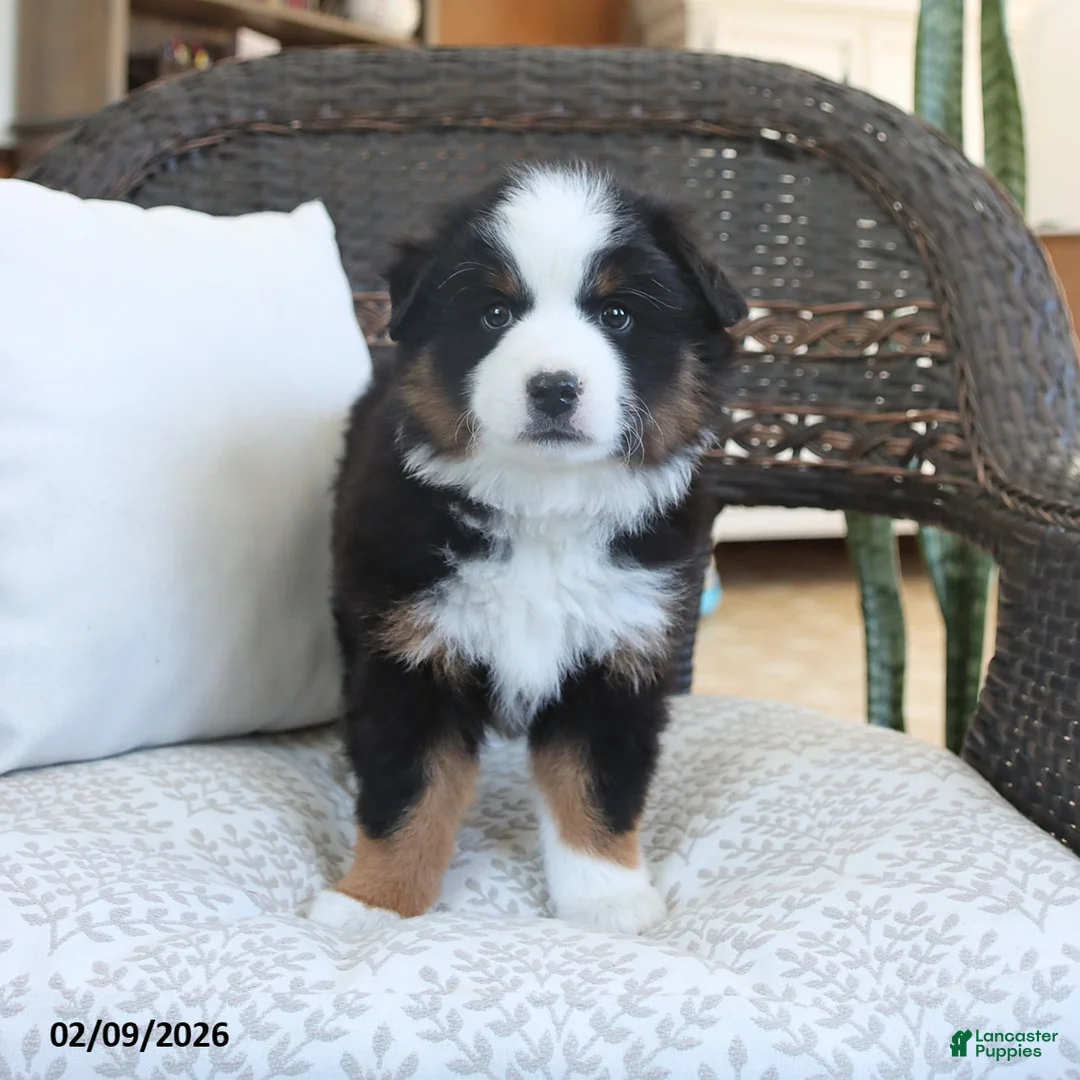 Miniature Australian Shepherd dogs for sale: Felix - Ad 5