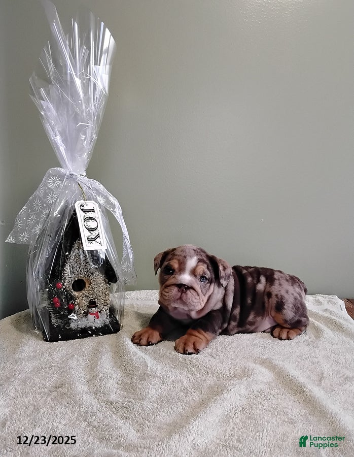 English Bulldog dogs Tarson - Ad 38