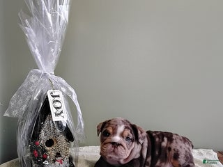 English Bulldog dogs Tarson - Ad 38