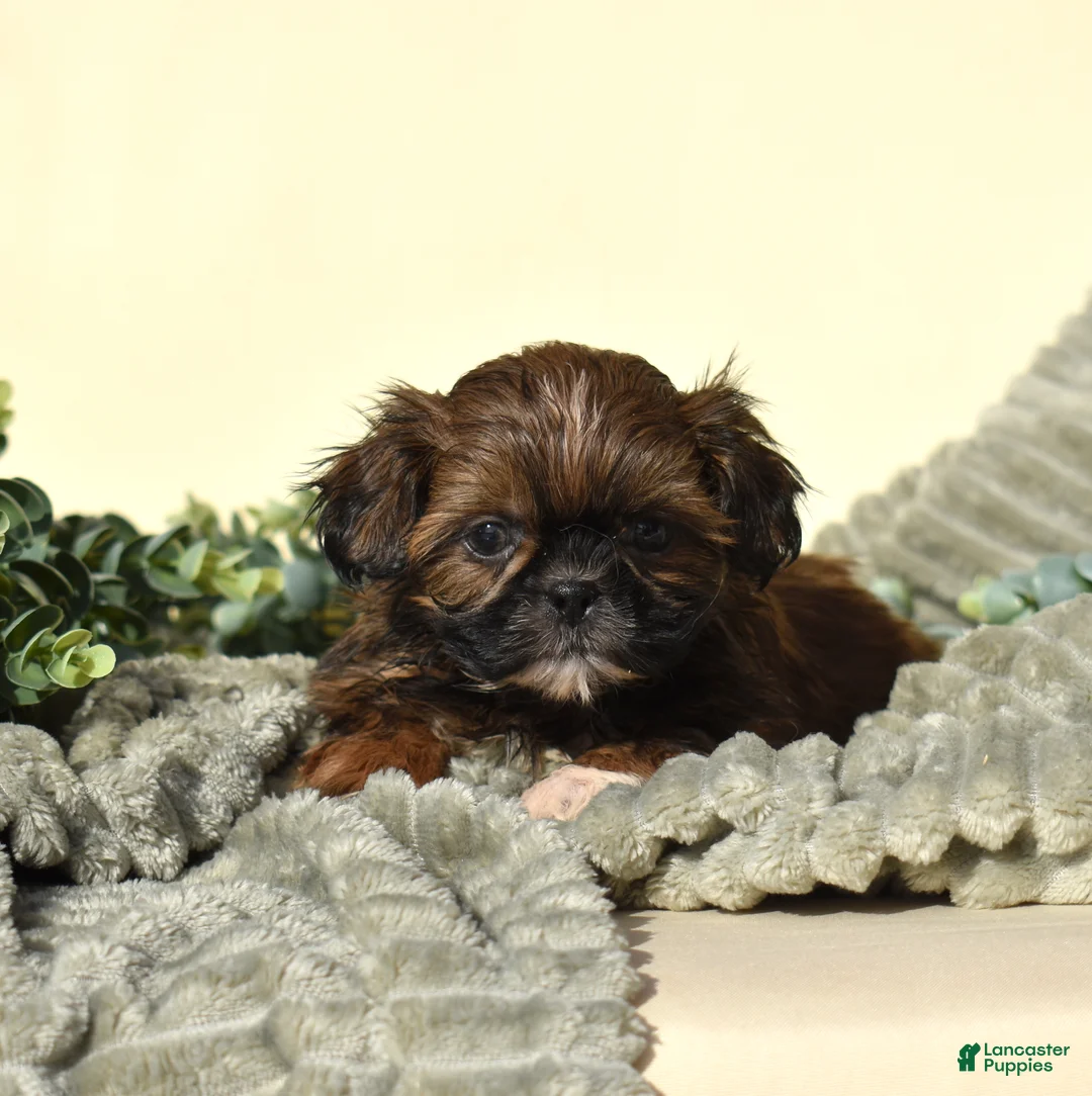 Shih Tzu dogs for sale: Bear (Tiny) - Ad 2