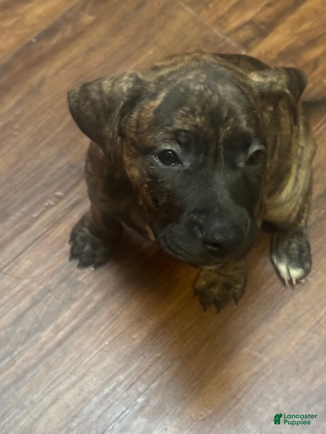 Mixed Breed dogs for sale: Mixed Breed Puppy 3 - Ad 5