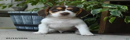 Beagle dogs for sale: Saturn - Ad 1