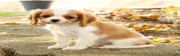 Cavalier King Charles Spaniel dogs for sale: Zack - Ad 3