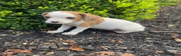 Mixed Breed dogs for sale: Annie - Ad 9