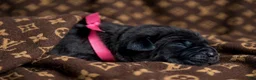 Cane Corso dogs for sale: Midnight Groove’s The Sweetest Taboo - Ad 3