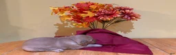 Golden Retriever dogs for sale: Miss Purple - Ad 4