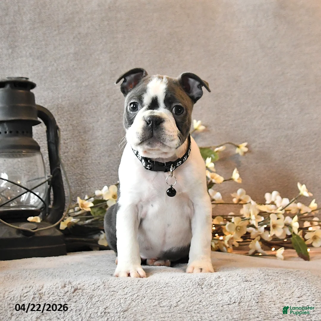 Boston Terrier dogs for sale: Rhinestone - Ad 1