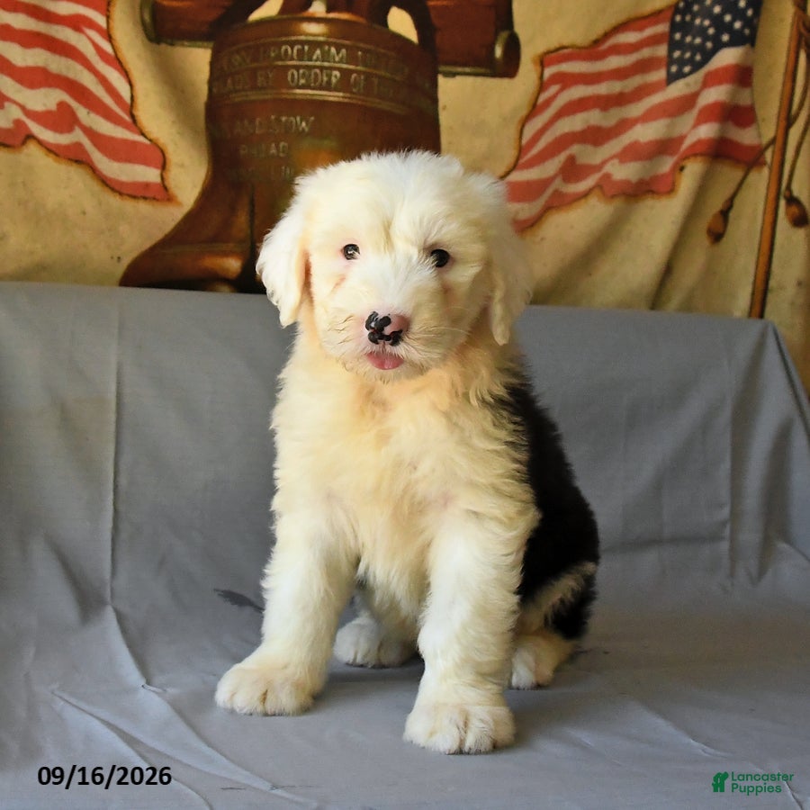 Old English Sheepdog dogs Fly   - Ad 1