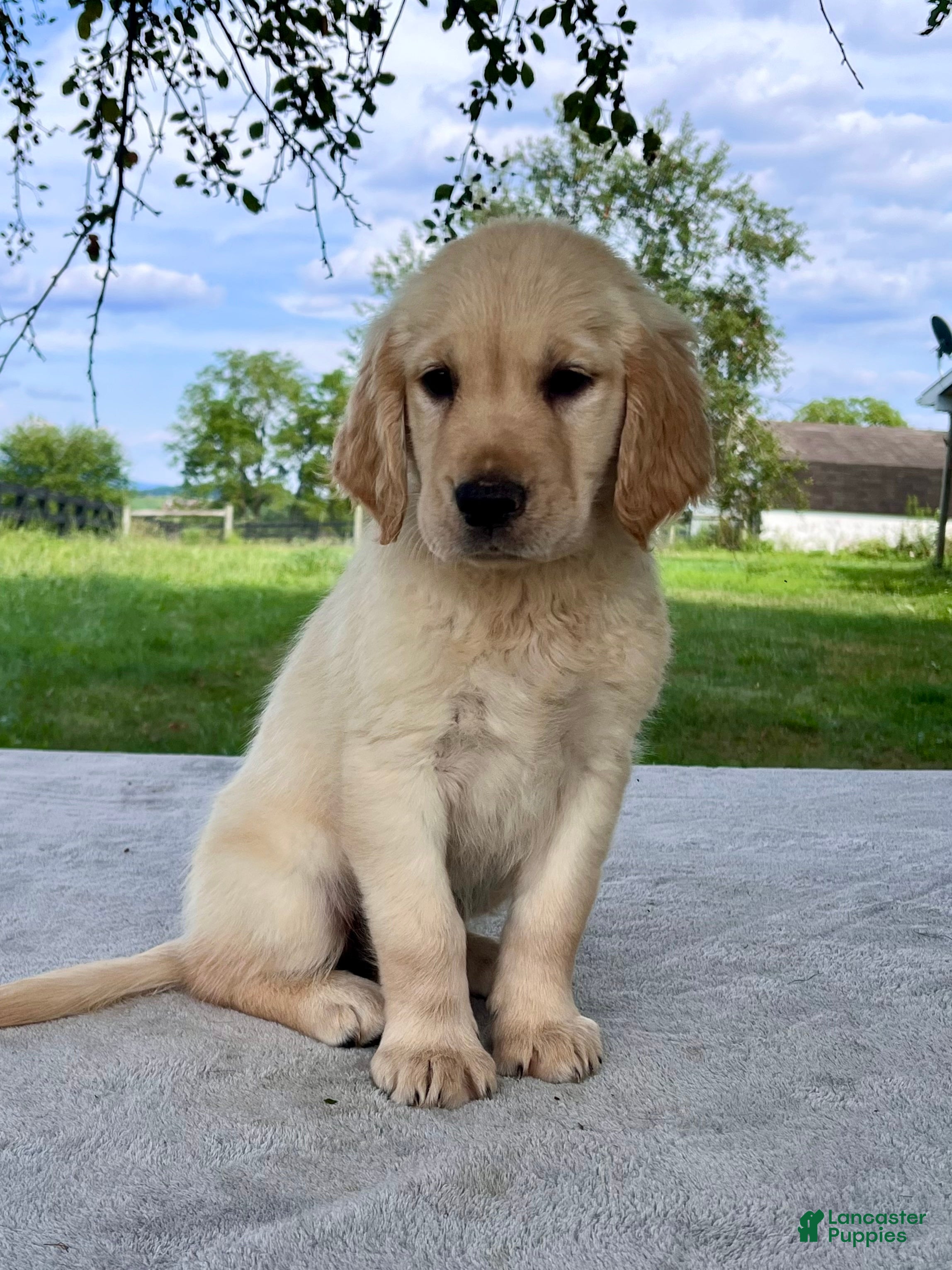 Golden Retriever dogs Gigi - Ad 1
