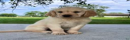 Golden Retriever dogs for sale: Gigi - Ad 1