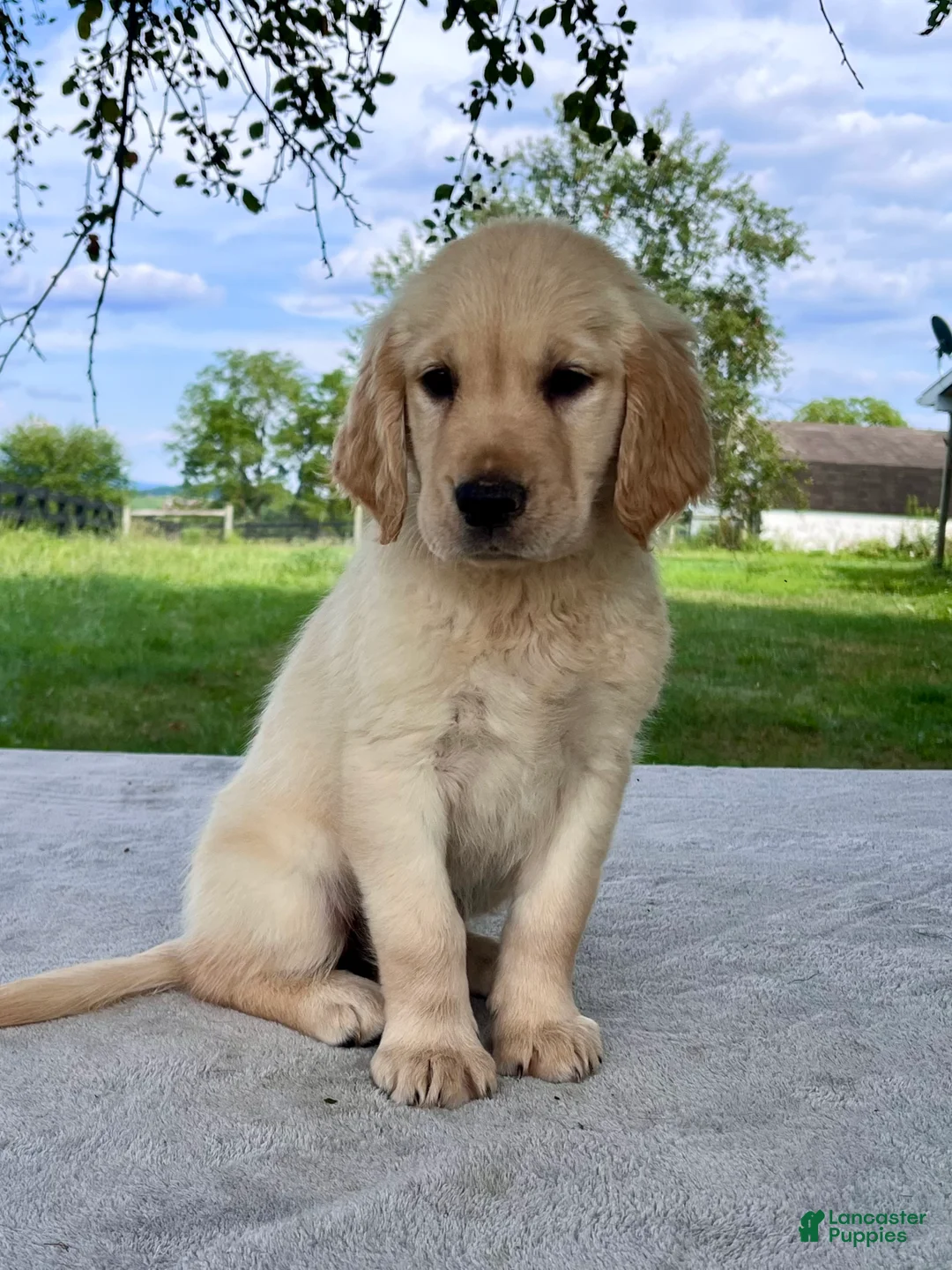 Golden Retriever dogs for sale: Gigi - Ad 1