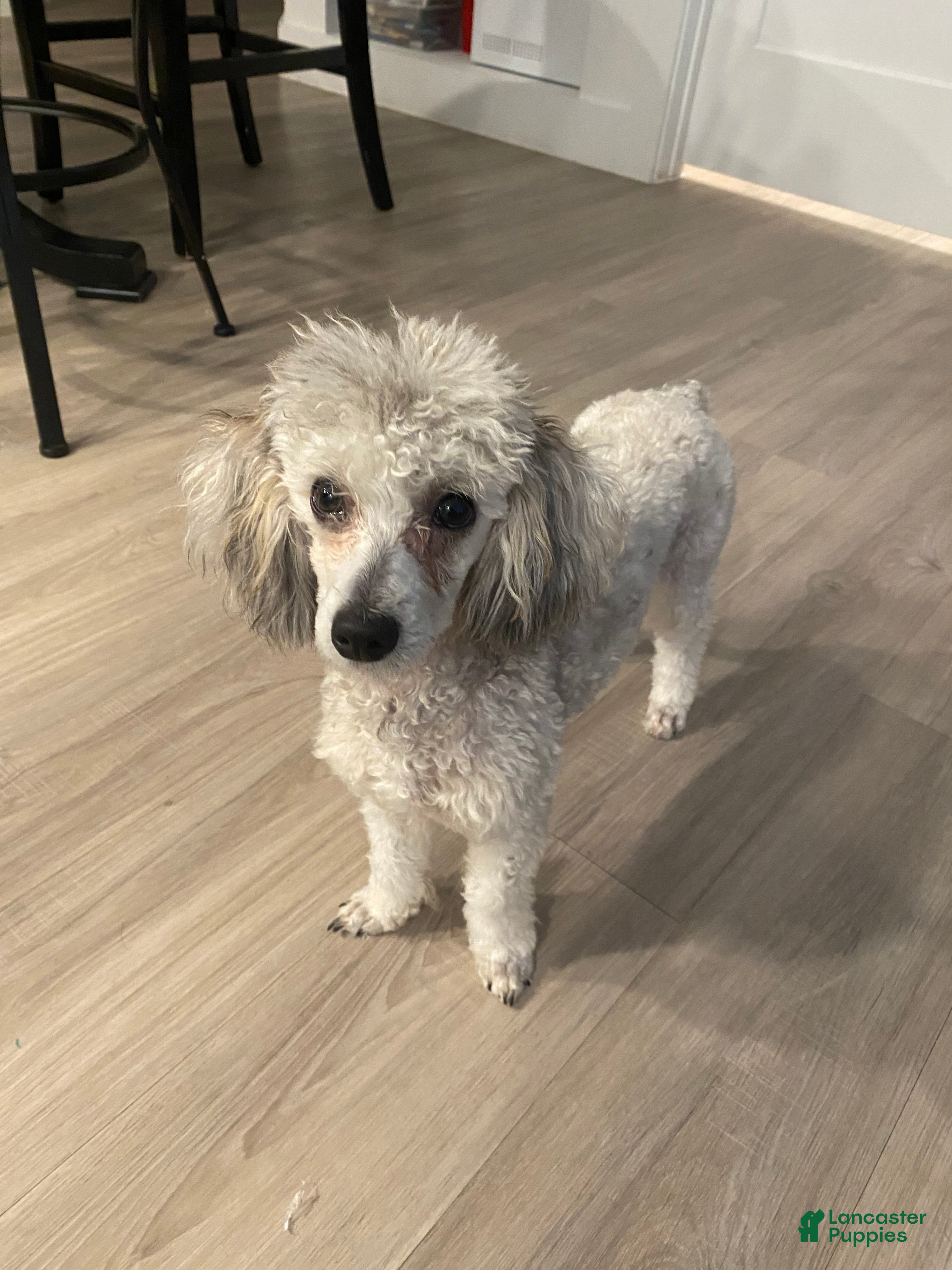 Miniature Poodle dogs Miniature Poodle 1 - Ad 23