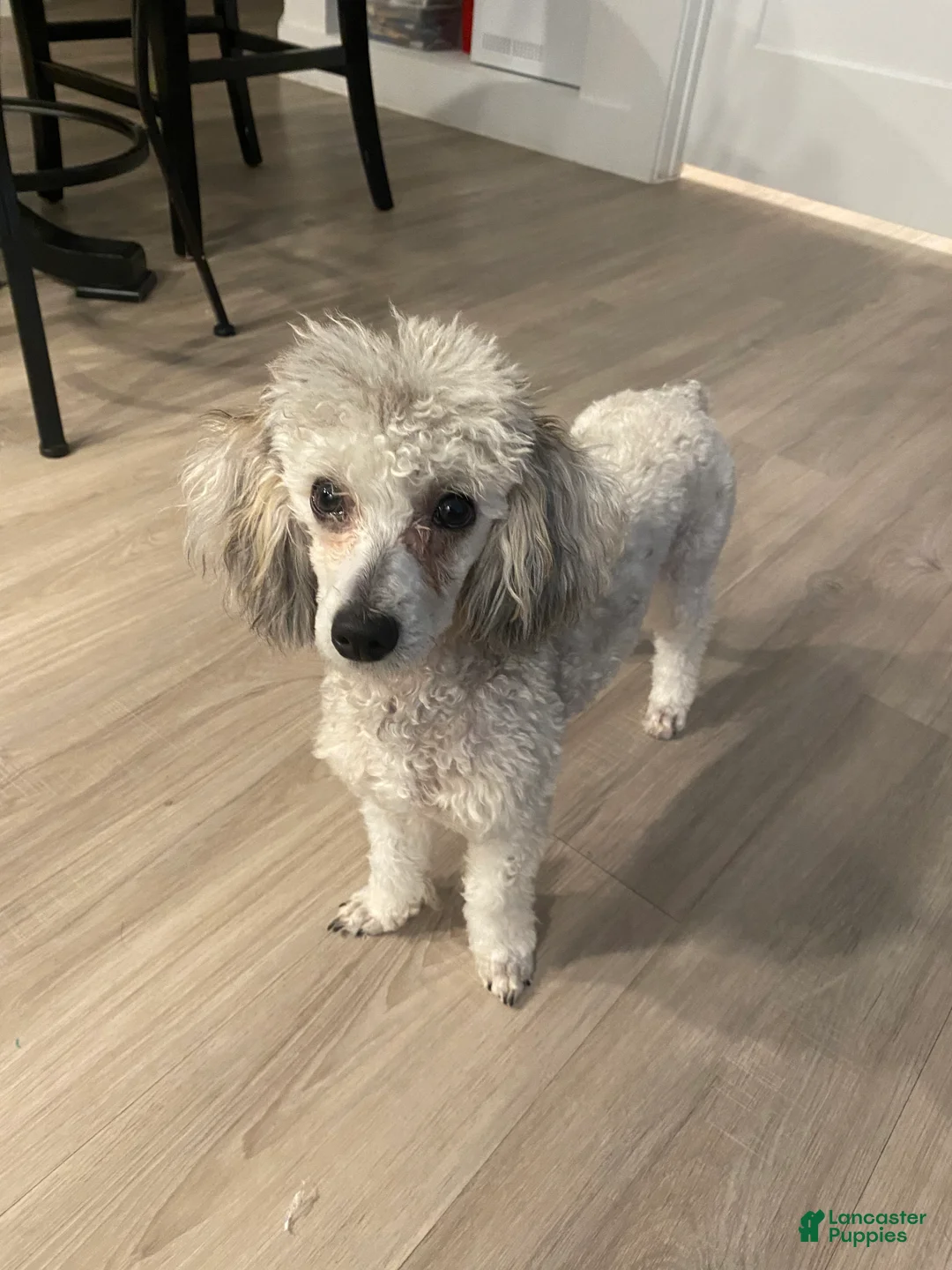Miniature Poodle dogs for sale: Miniature Poodle 1 - Ad 1