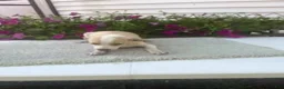 Mixed Breed dogs for sale: Mixed Breed 3 Machia - Ad 4