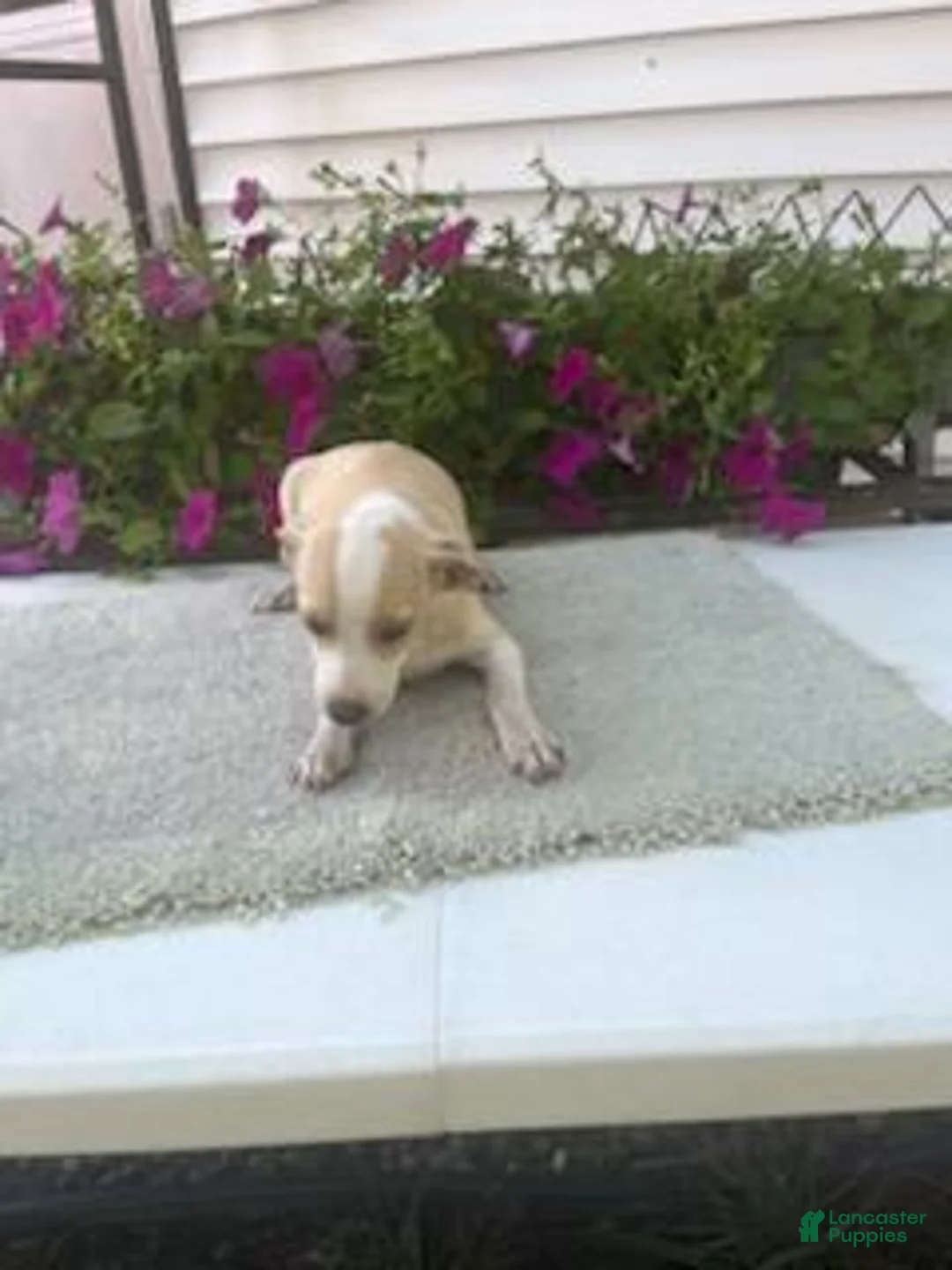 Mixed Breed dogs for sale: Mixed Breed 3 Machia - Ad 4