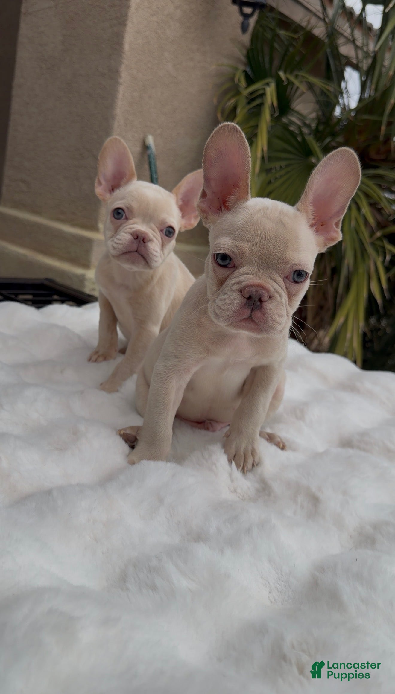 French Bulldog dogs French Bulldog 2 - Ad 35
