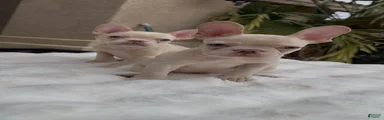 French Bulldog 2