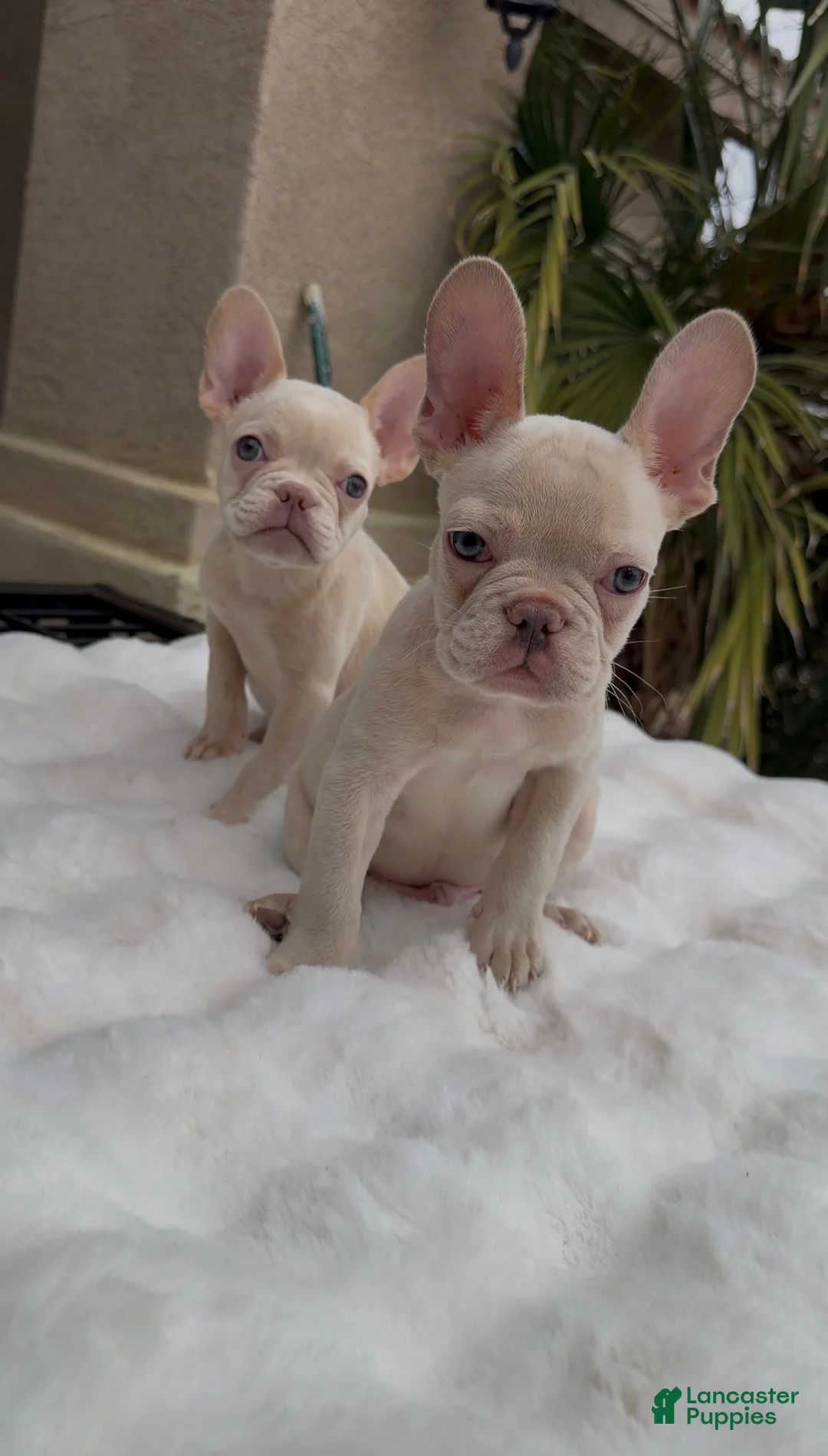 French Bulldog dogs for sale: French Bulldog 2 - Ad 1
