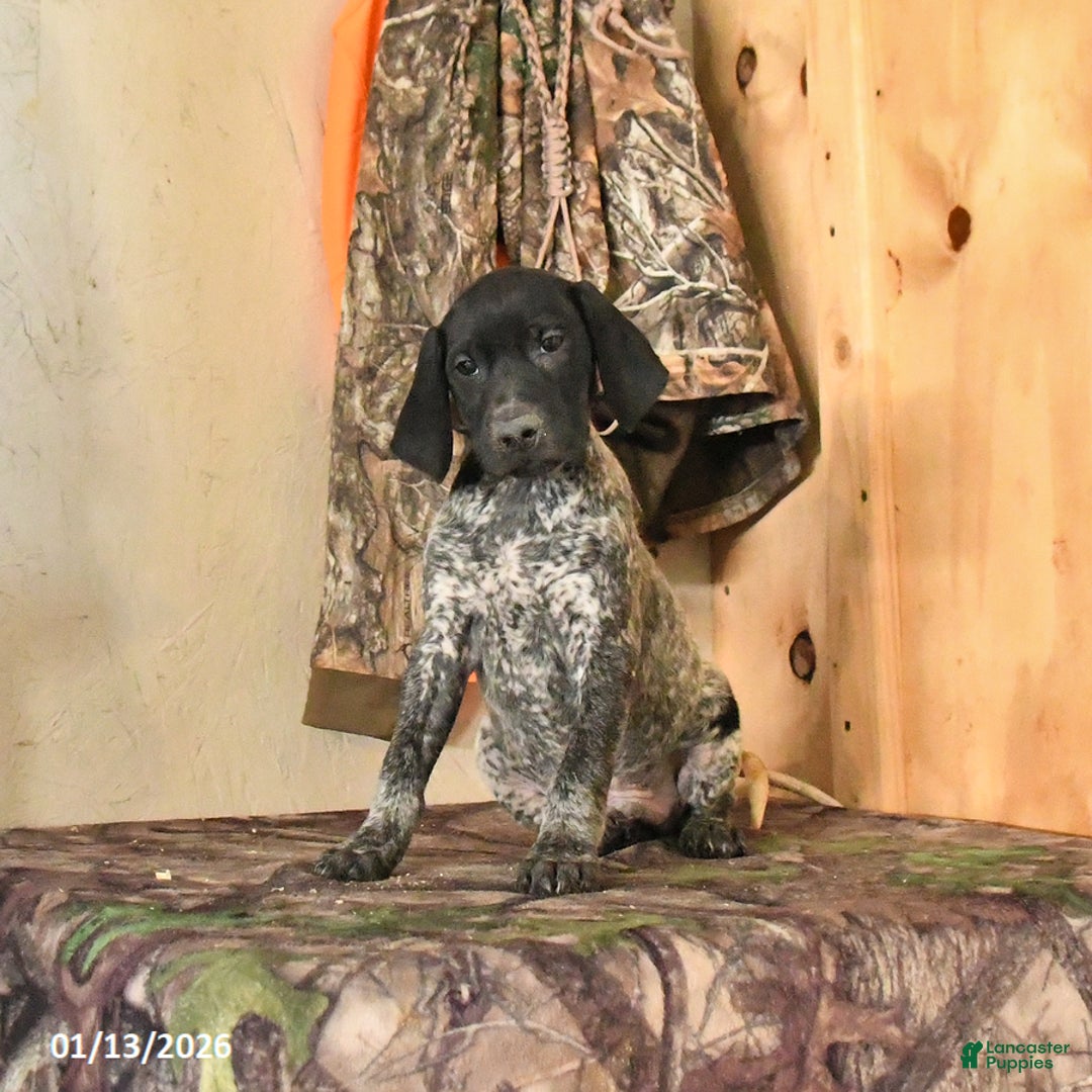 German Shorthaired Pointer dogs for sale: Hershey - Ad 2