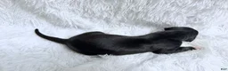 Great Dane dogs for sale: Whiskey - Ad 5