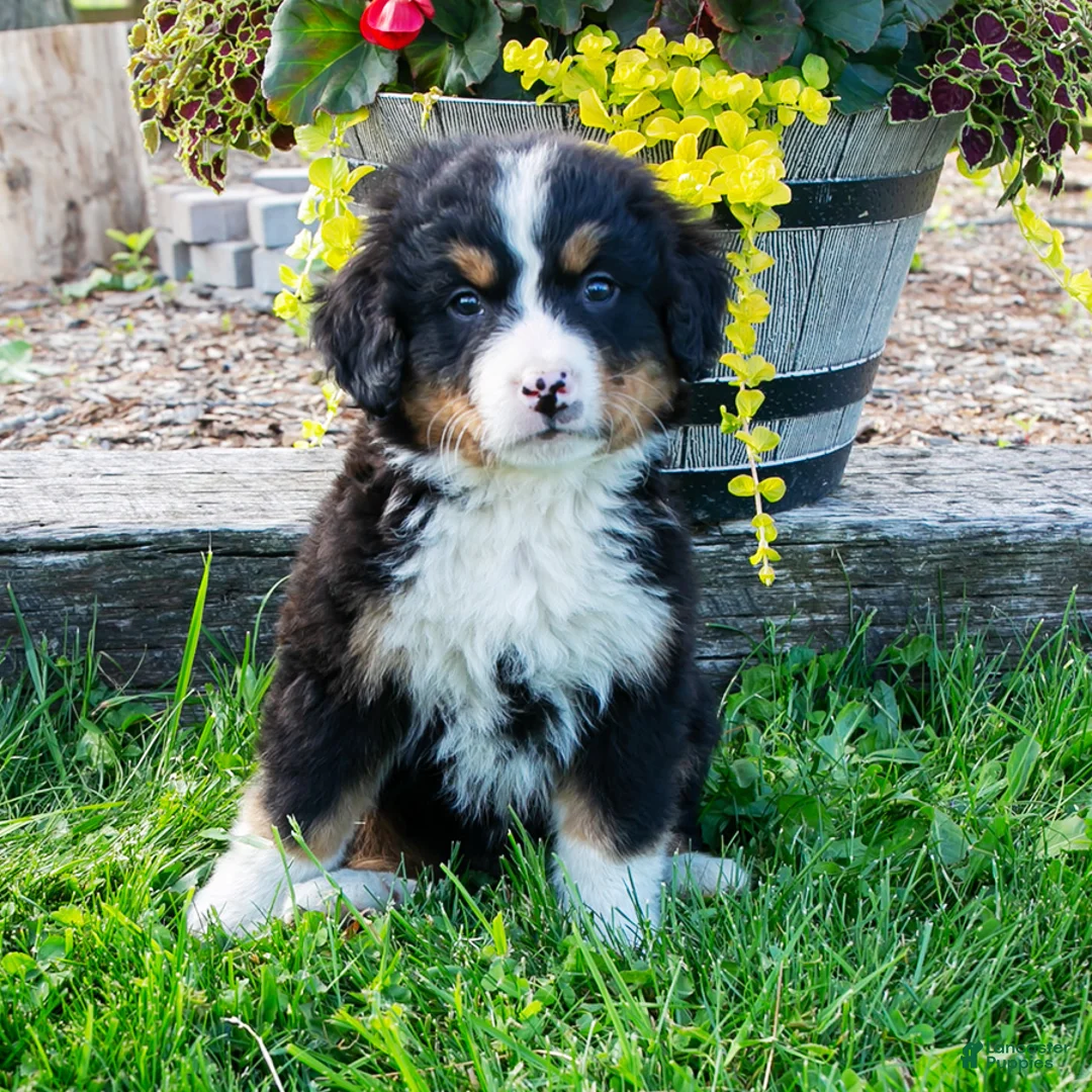 Bernese Mountain Dog dogs for sale: Odin - Ad 1