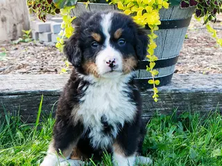 Bernese Mountain Dog dogs for sale: Odin - Ad 1