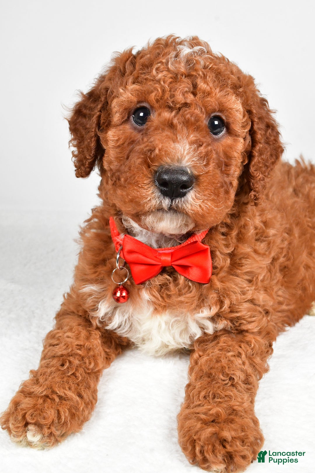 Cavapoo dogs for sale: Tristan  - Ad 7