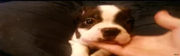 Boston Terrier dogs for sale: Rosie Possie - Ad 3
