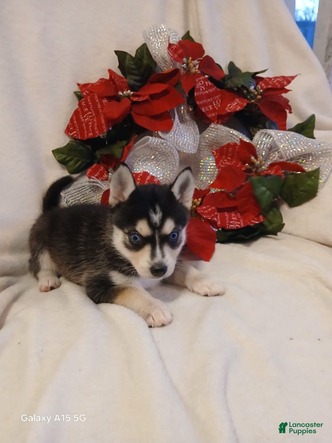 Pomsky dogs for sale: Pomsky Puppy 5 - Ad 1