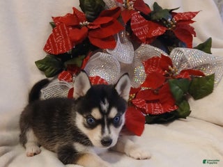 Pomsky dogs Pomsky Puppy 5 - Ad 40