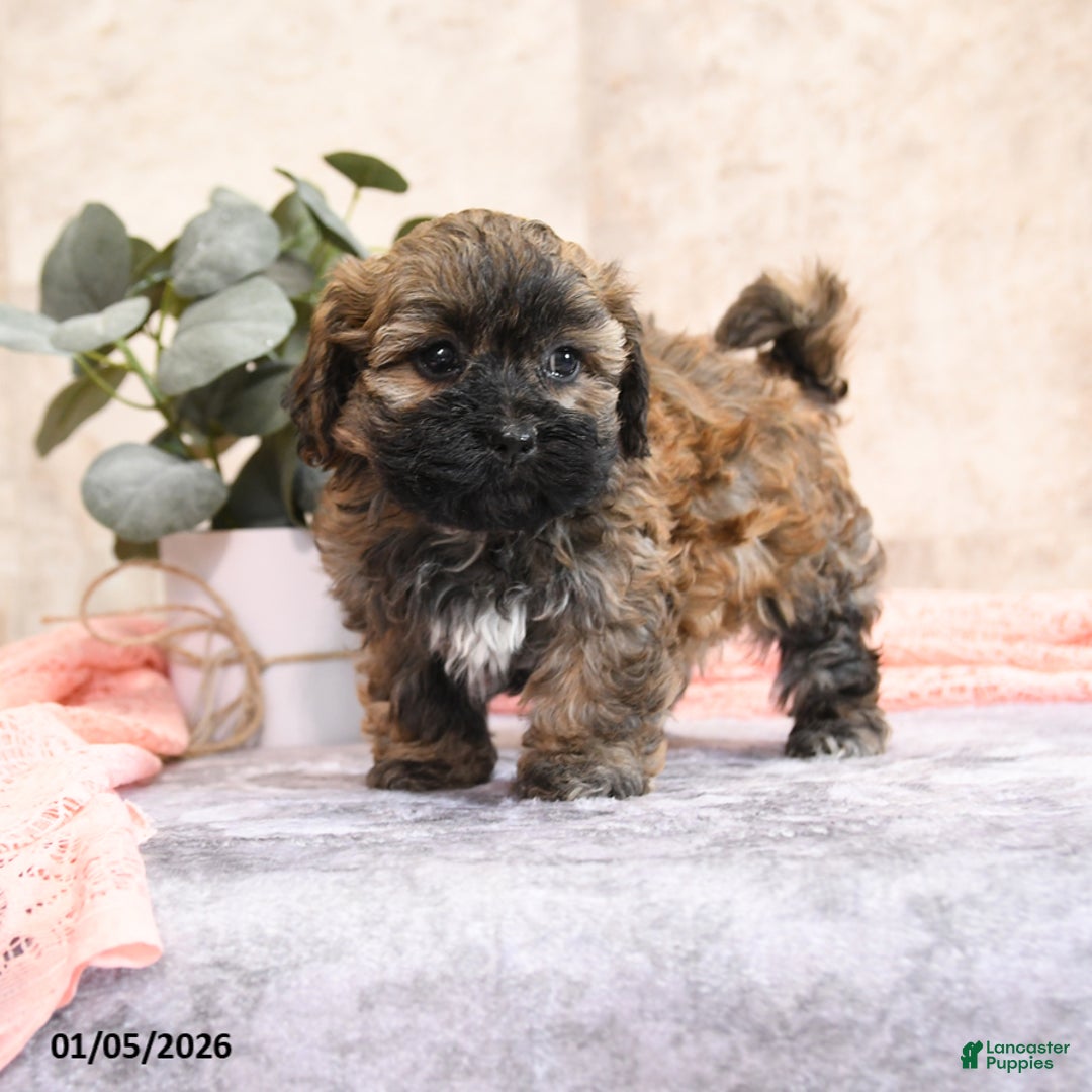 Teddy Bear dogs for sale: Merona - Ad 3