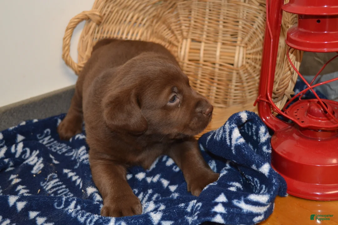 Labrador Retriever dogs for sale: Barry - Ad 2