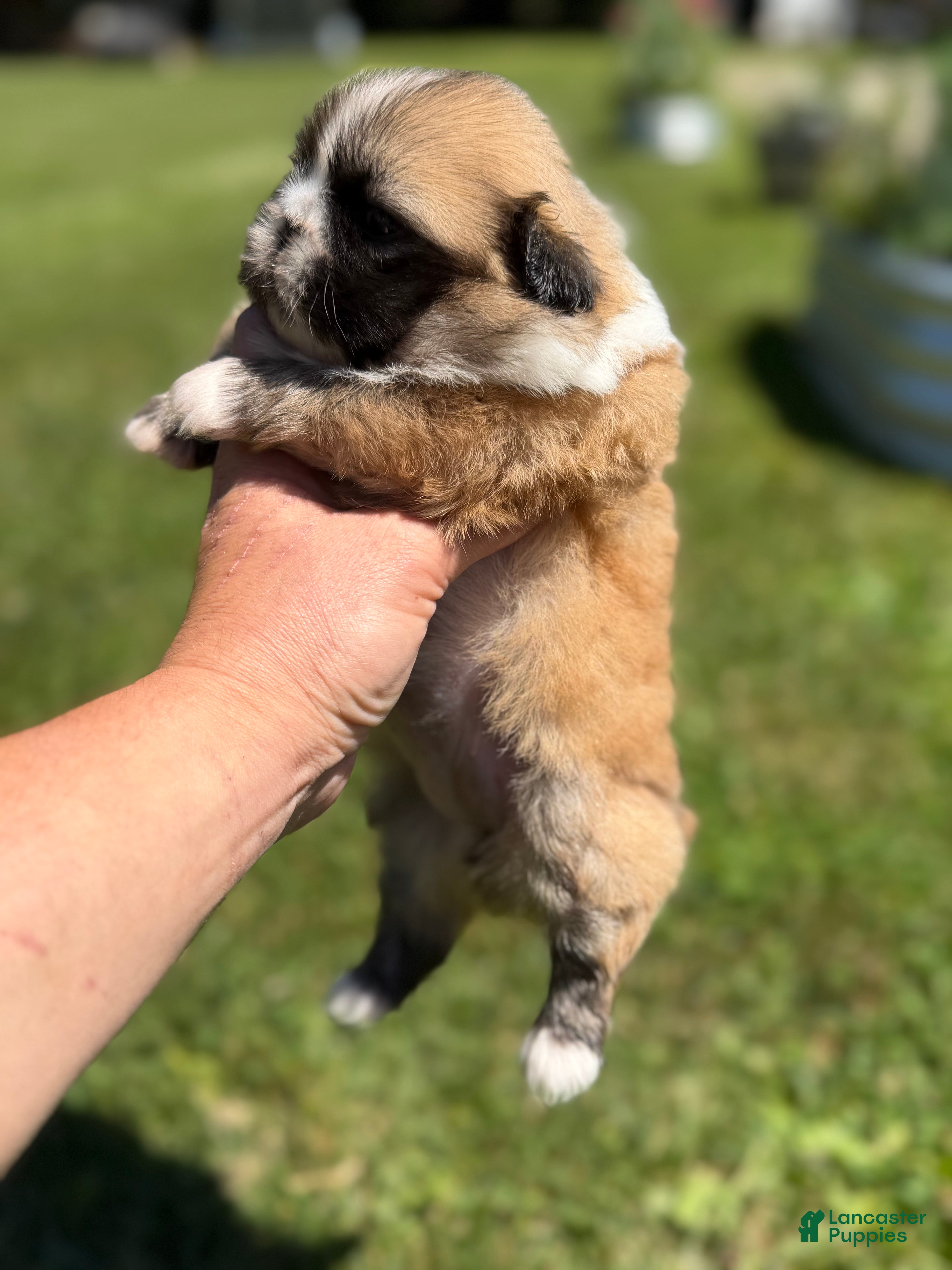 Pekingese dogs Akc Delilah DNA OFA GC Sired  - Ad 1