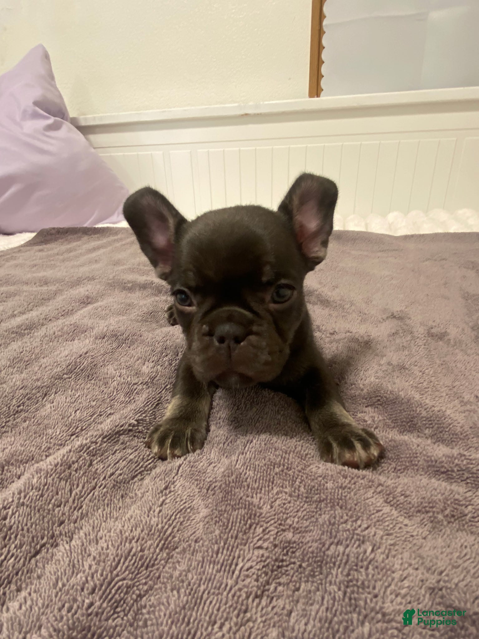 French Bulldog dogs Chocolate Female - Ad 14