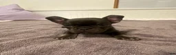 French Bulldog dogs for sale: Chocolate Female - Ad 1