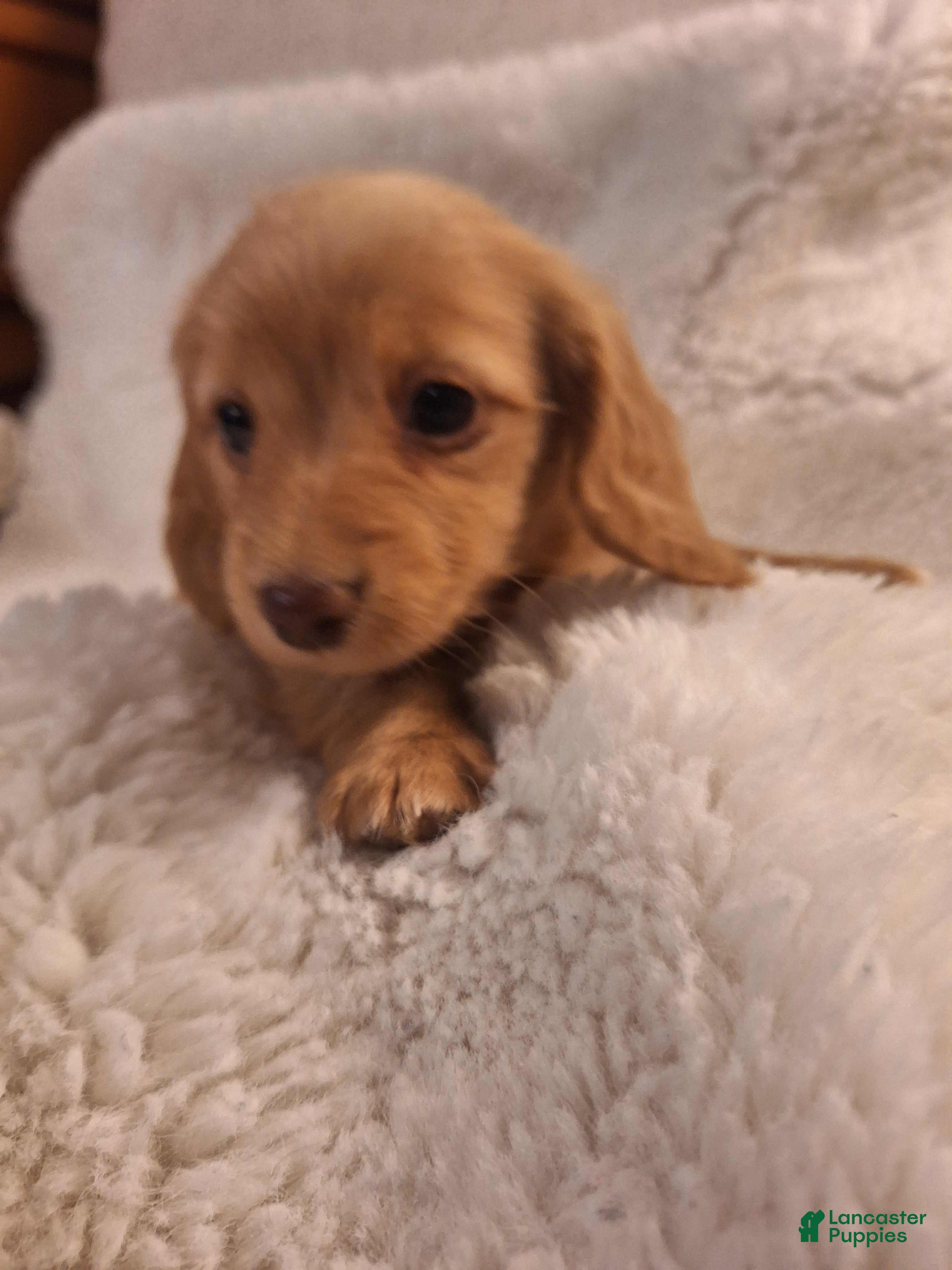 Miniature Dachshund dogs Biscuit - Ad 22