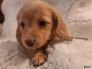 Miniature Dachshund dogs Biscuit - Ad 22