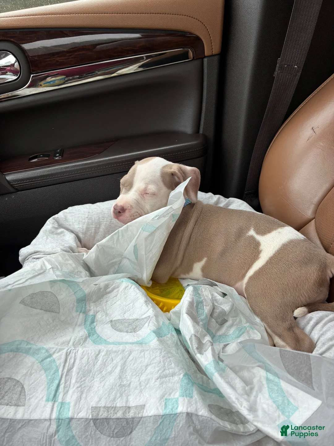 American Pit Bull Terrier dogs for sale: American Pit Bull Terrier 1 - Ad 3