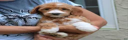 Goldendoodle dogs for sale: Destiny  - Ad 4