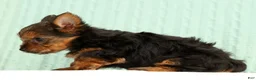 Yorkshire Terrier dogs for sale: Tinker - Ad 6