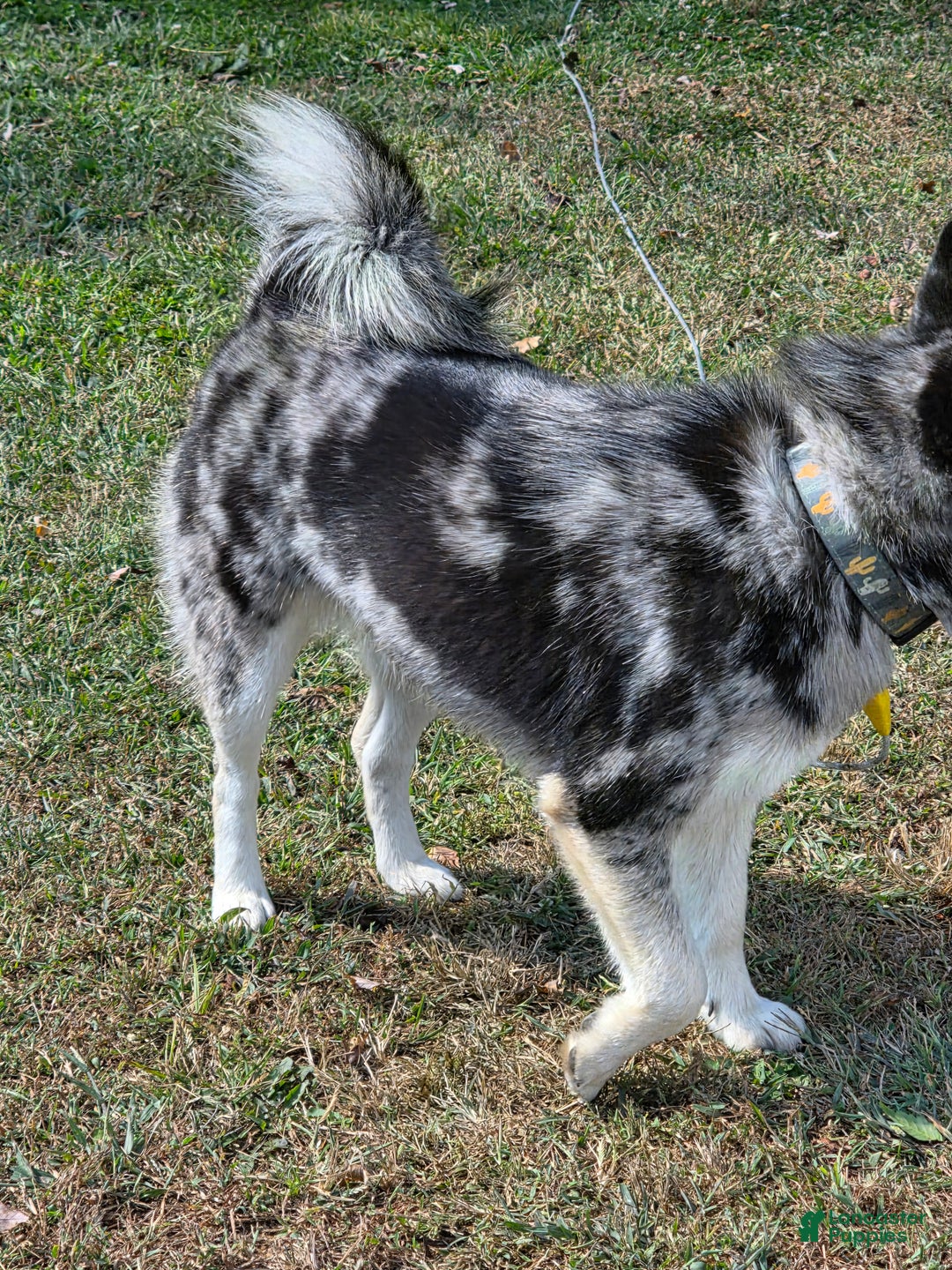 Pomsky dogs for sale: Pomsky Puppy 2 - Ad 3