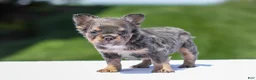 French Bulldog dogs for sale: Jason - Ad 11