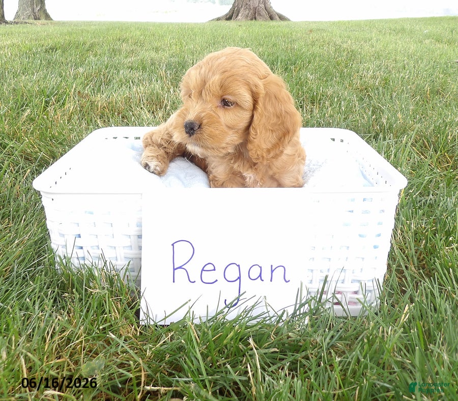 Cockapoo dogs Regan - Ad 1
