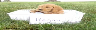Regan