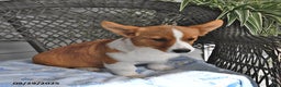 Welsh Corgi Pembroke dogs for sale: Jack - Ad 12