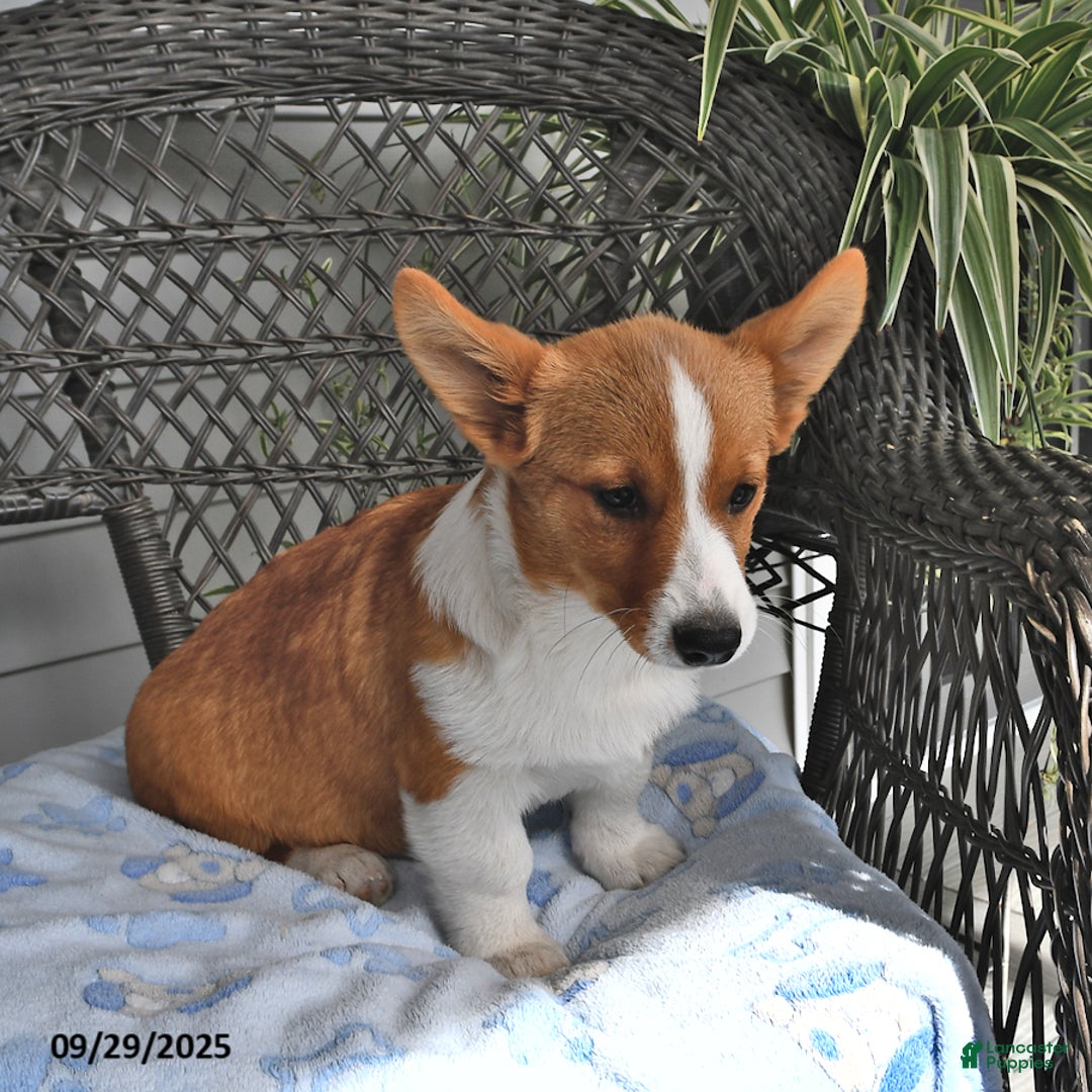 Welsh Corgi Pembroke dogs for sale: Jack - Ad 12