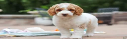 Standard Poodle dogs for sale: Blossom - Ad 8
